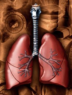 Cystic fibrosis mainly affects the lungs